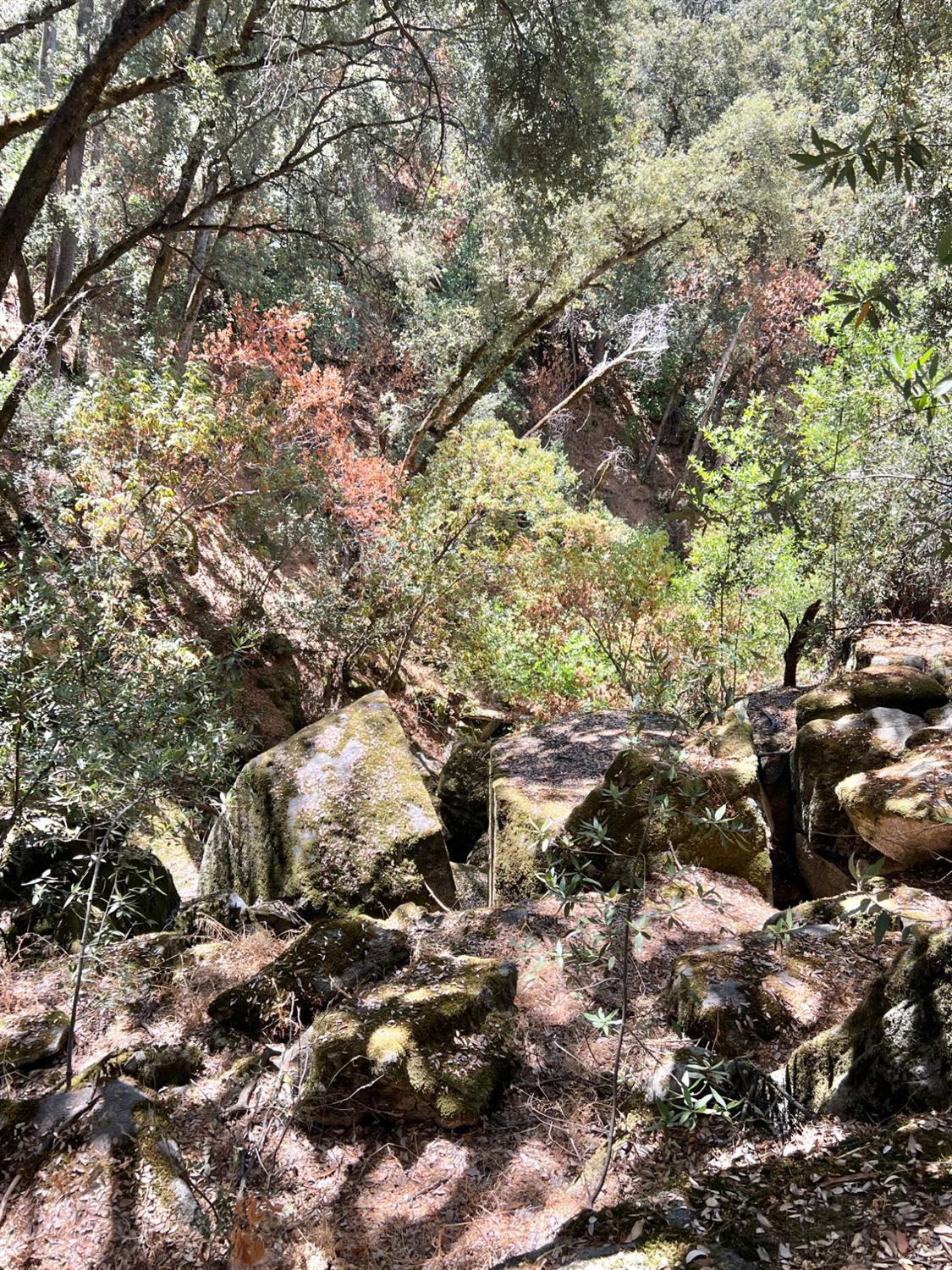 44981 Todd Eymann Road Dunlap, CA 93621 - Photo 85 of 95