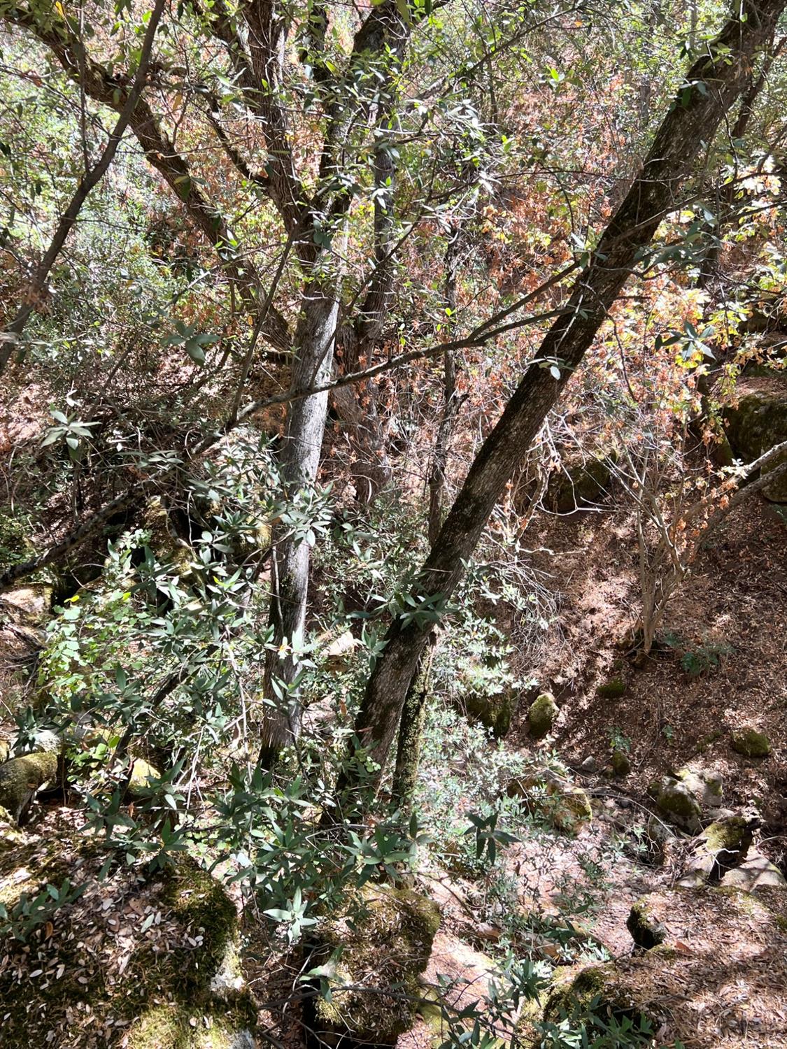 44981 Todd Eymann Road Dunlap, CA 93621 - Photo 87 of 95 a view of a city with lush green space