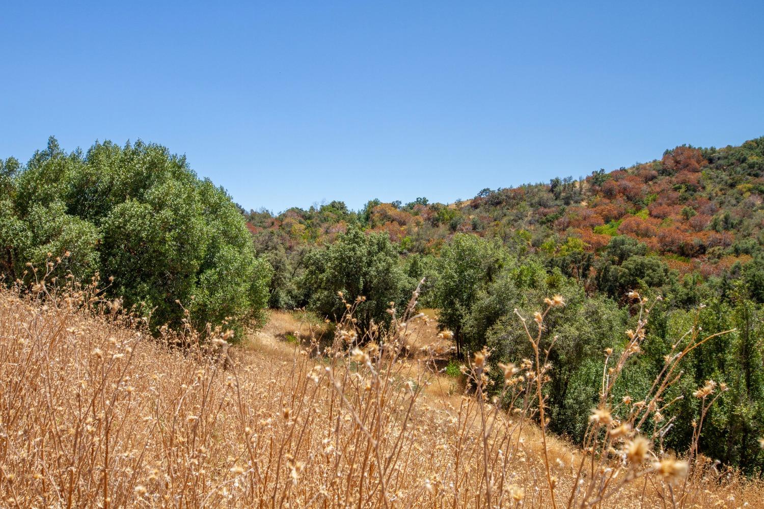 44981 Todd Eymann Road Dunlap, CA 93621 - Photo 92 of 95 a view of a large tree with a mountain in the background
