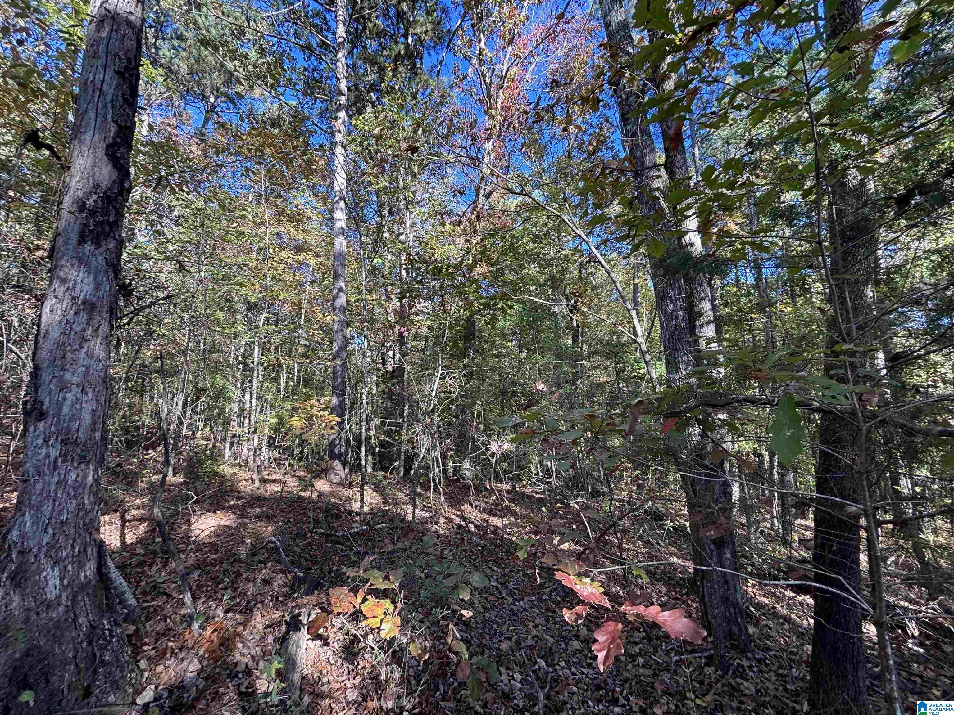 0 Waldrop Road, Unit 10 82 ACRES Ashville, AL 35953 - Photo 11 of 22