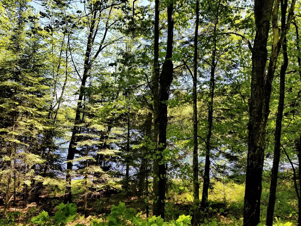 Lot 4 Pardee Lake Road Presque Isle, WI 54557 - Photo 20 of 25 Gallery Image 20