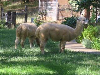4460 Fawn Street Shingle Springs, CA 95682 - Photo 57 of 67