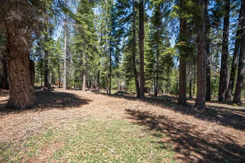 a view of a tree in the middle of a yard