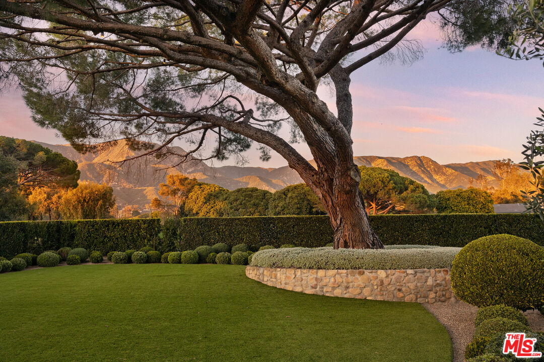 a view of a garden with a large tree