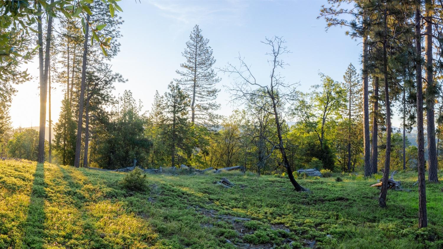 15793 Black Prince Road Pioneer, CA 95666 - Photo 2 of 11 a view of a forest with trees
