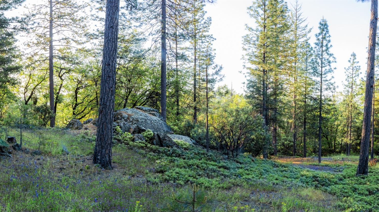 15793 Black Prince Road Pioneer, CA 95666 - Photo 7 of 11 a view of a lush green forest