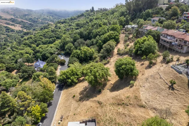 a view of a forest with a tree