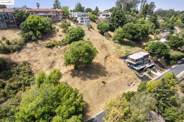 a view of a yard with plants and large trees