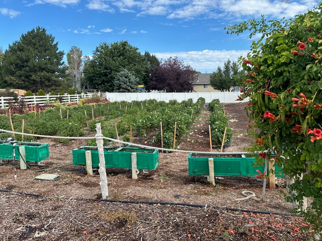 367 Pheasant View Drive, Unit 2 Draper, UT 84020 - Photo 3 of 13 Expansive garden area featuring cultivated rows, established plantings, three raised planters, and a white privacy fence