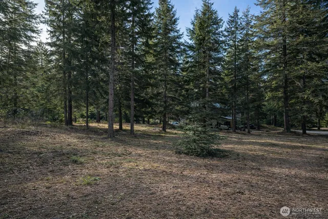 a view of a forest with trees in the background