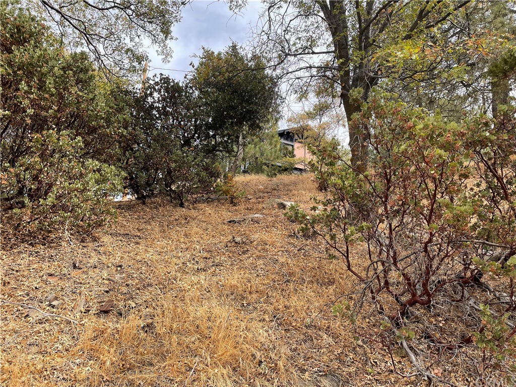 1300 Evergreen Lane Lake Arrowhead, CA 92352 - Photo 5 of 8 a view of a yard with a tree