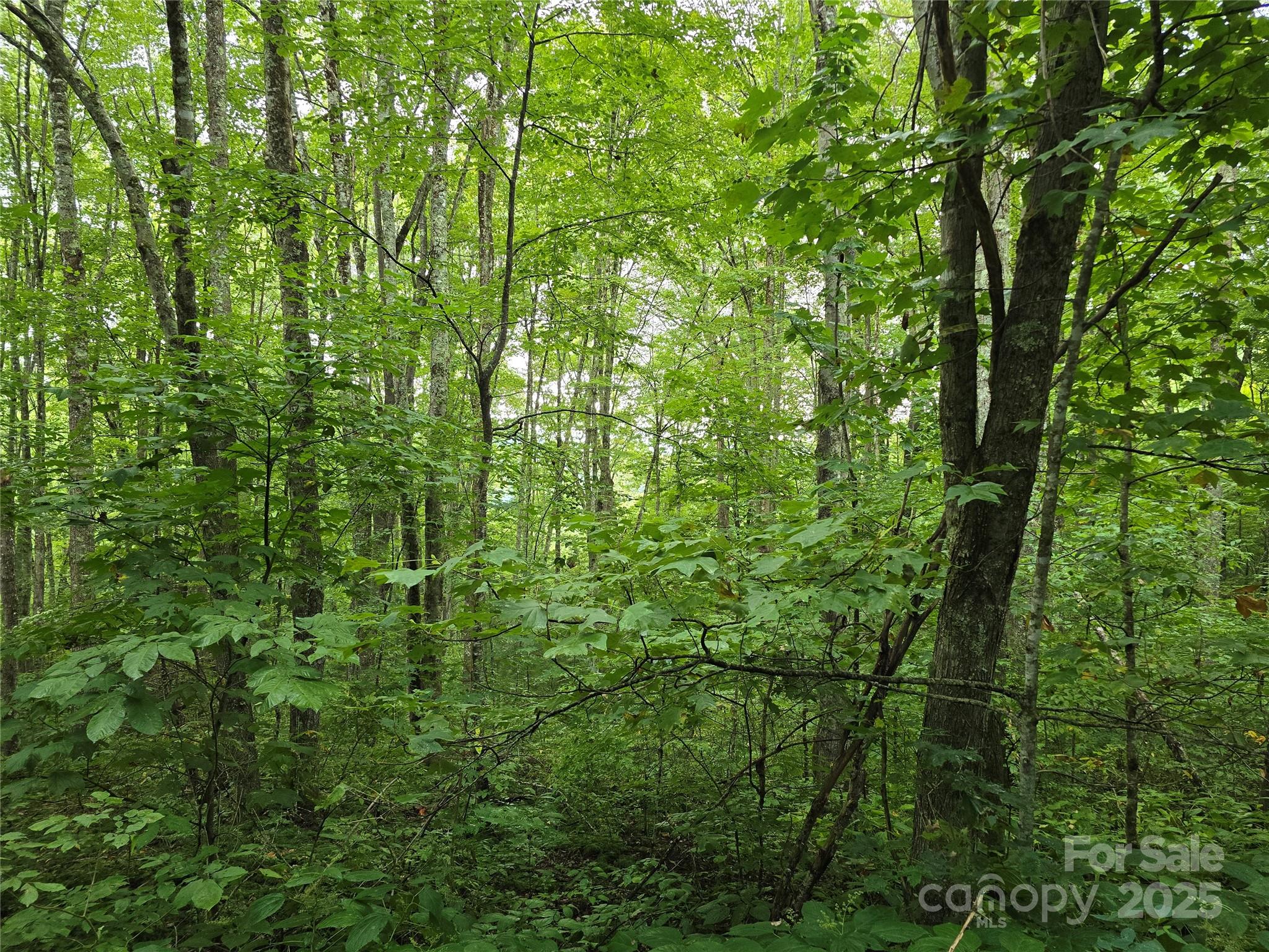 9.83-acres Juniper Road, Unit 23 Hot Springs, NC 28743 - Photo 14 of 24