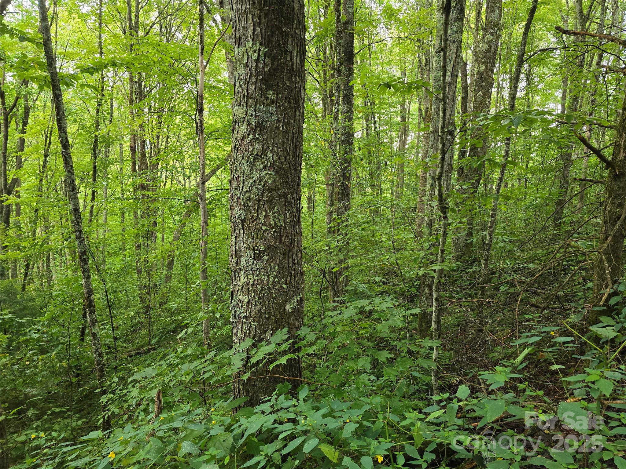 9.83-acres Juniper Road, Unit 23 Hot Springs, NC 28743 - Photo 15 of 24