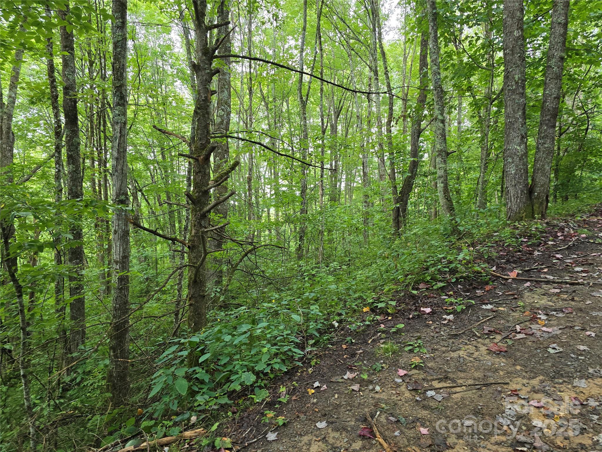 9.83-acres Juniper Road, Unit 23 Hot Springs, NC 28743 - Photo 16 of 24
