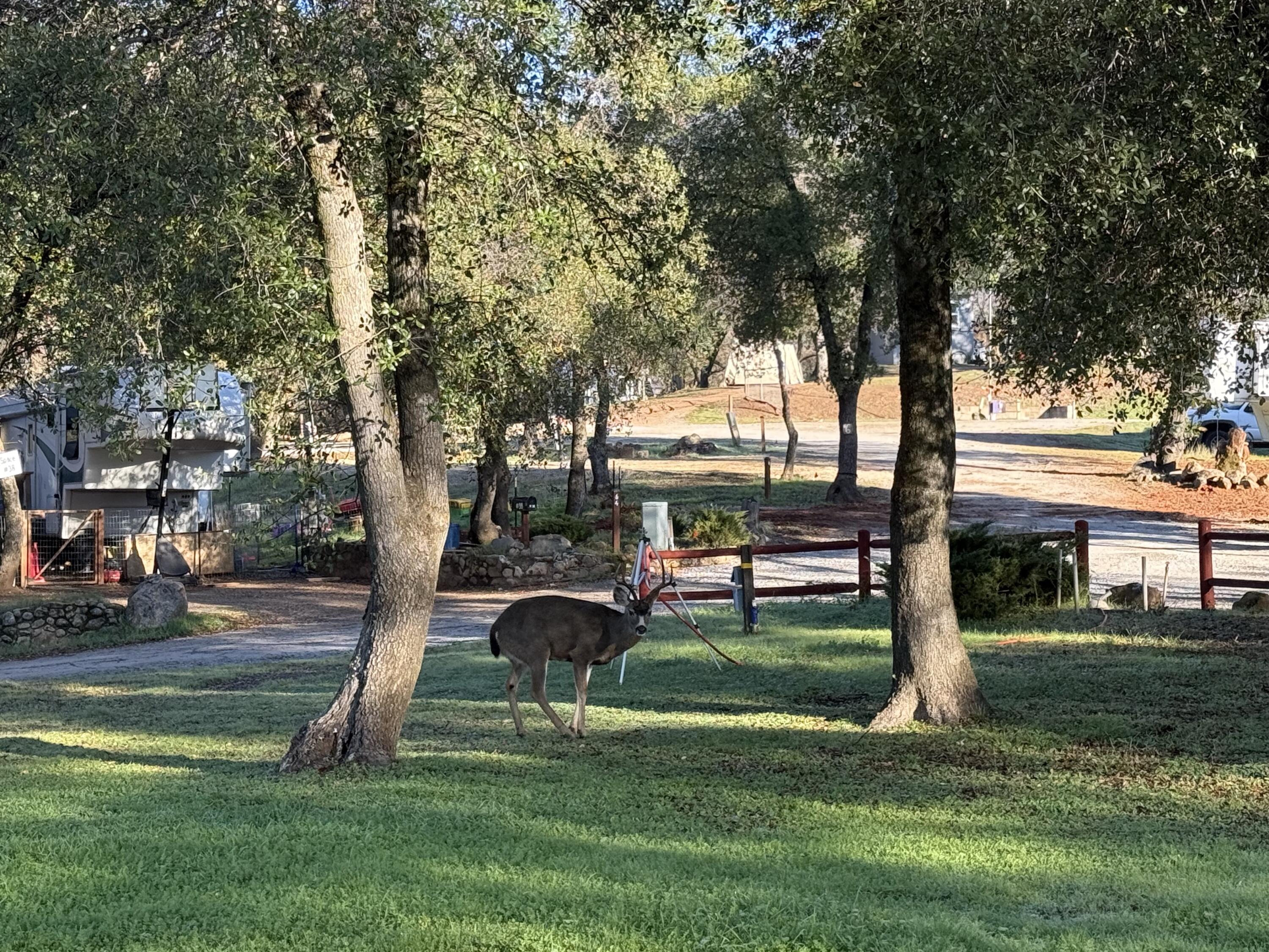14216 Bear Mountain Road, Unit 48 Redding, CA 96003 - Photo 14 of 17 a view of a park with large trees