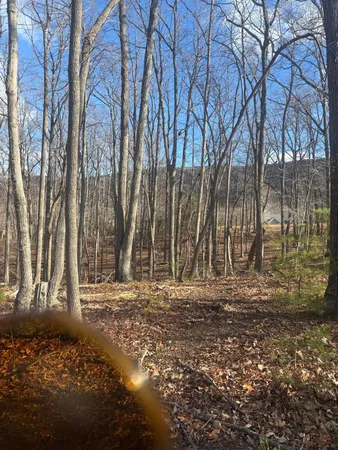 a view of a yard with trees