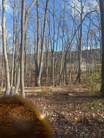 a view of a yard with trees