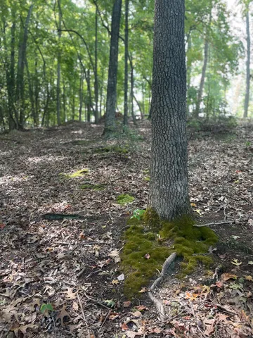 a big yard with lots of green space and trees
