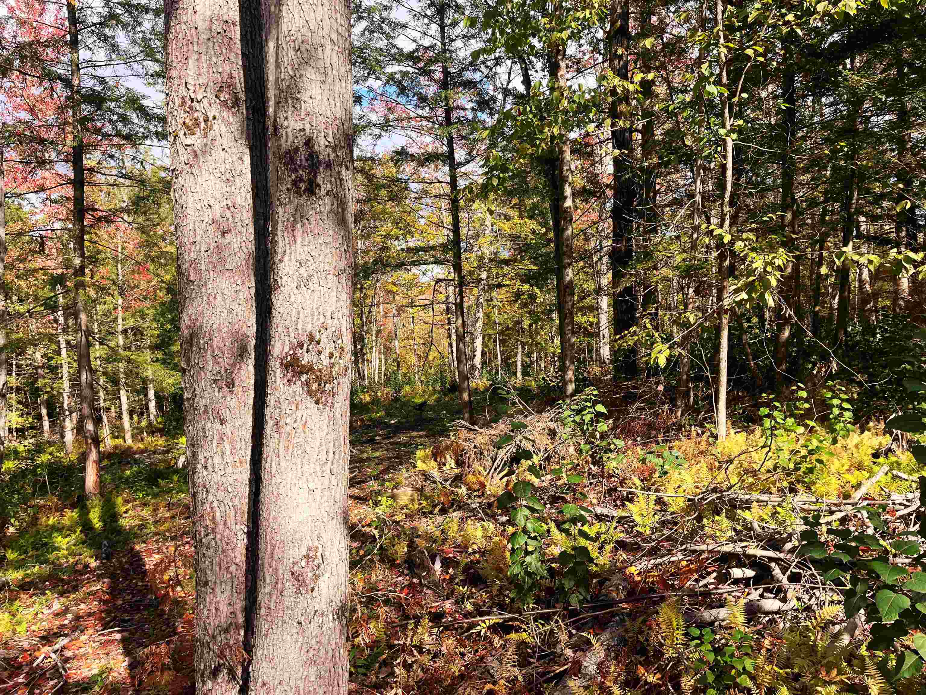 0 Duck Pond Road Barton, VT 05822 - Photo 4 of 5