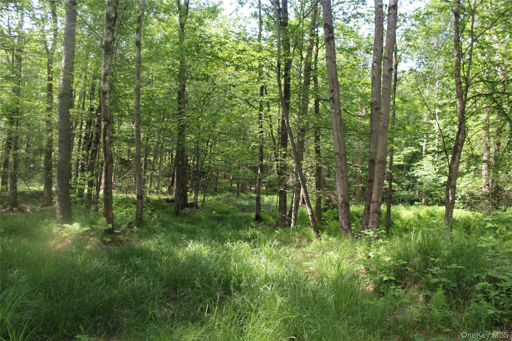 624 County Road Fremont Center, NY 12736 - Photo 11 of 40 Wooded property featuring mature trees and lush undergrowth
