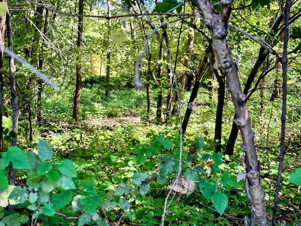 $49,000 | 27 Acres, Bagley, WI 53801