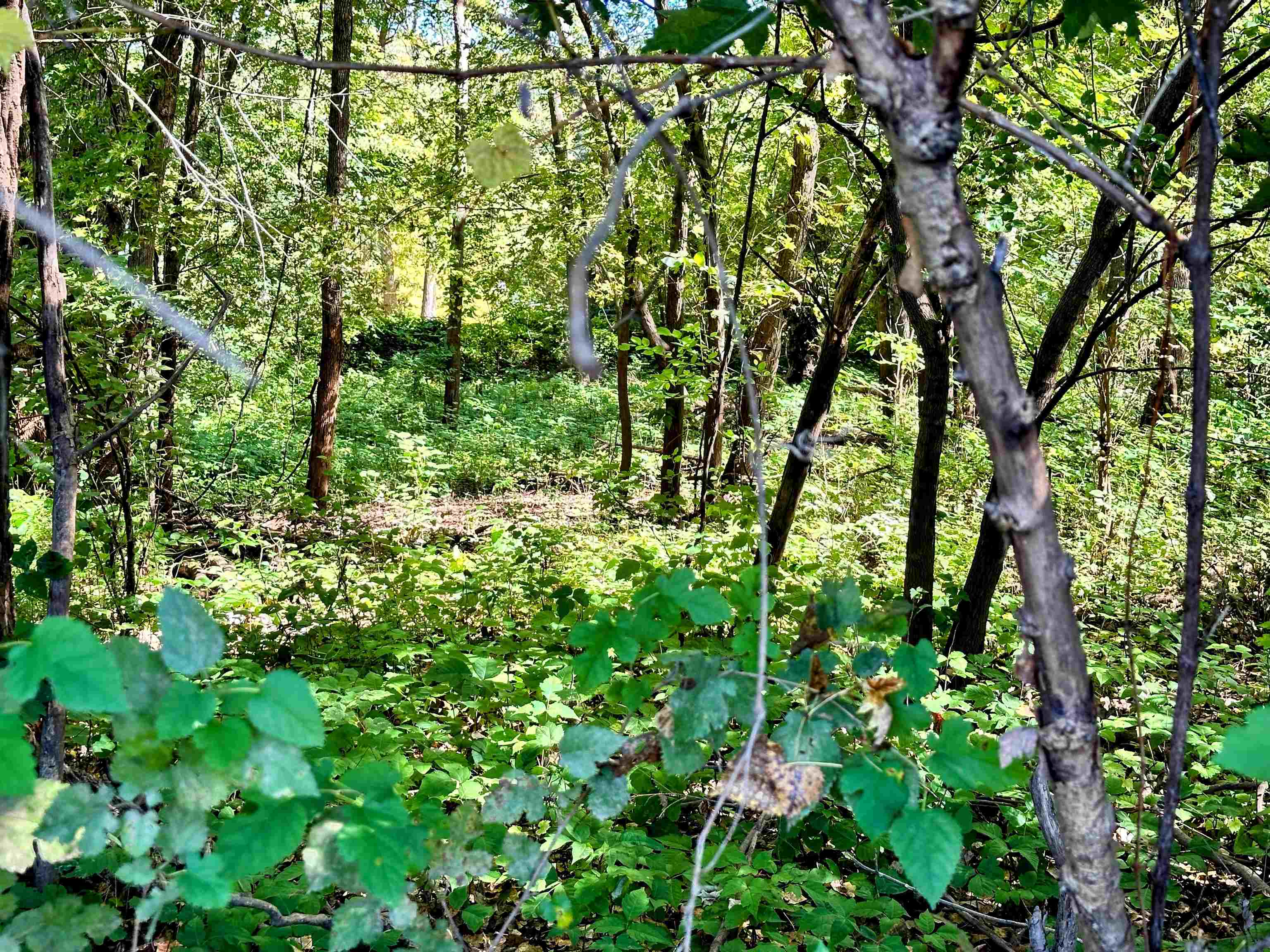 27 Acres Bagley, WI 53801 - Photo 12 of 20