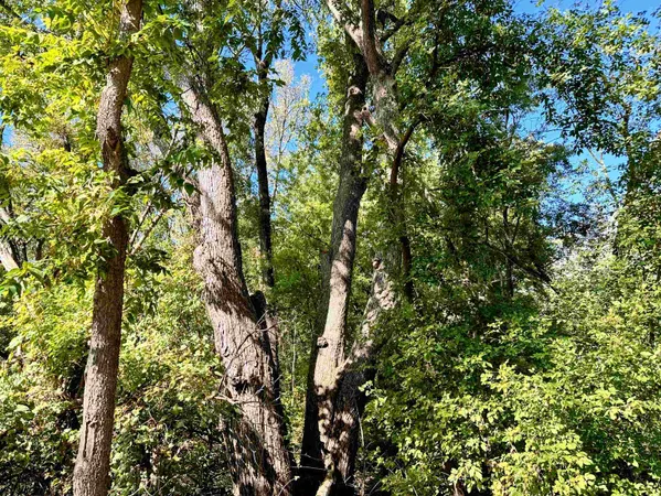 $49,000 | 27 Acres, Bagley, WI 53801