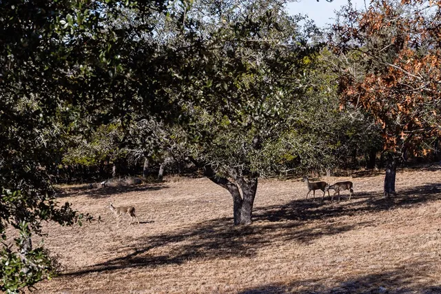 a view of a yard with a tree