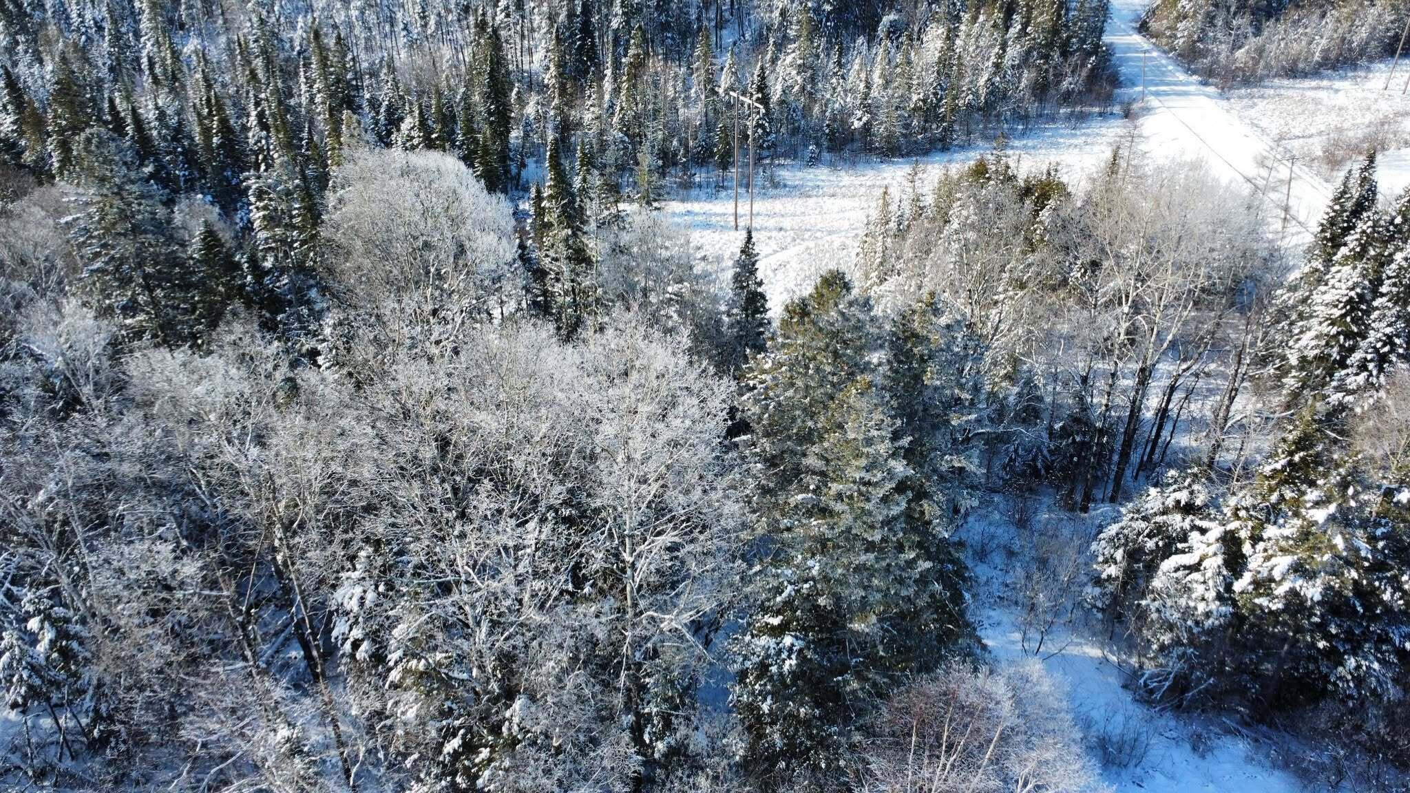 932 Van Buren Road Caswell, ME 04750 - Photo 8 of 49 5 Acres!