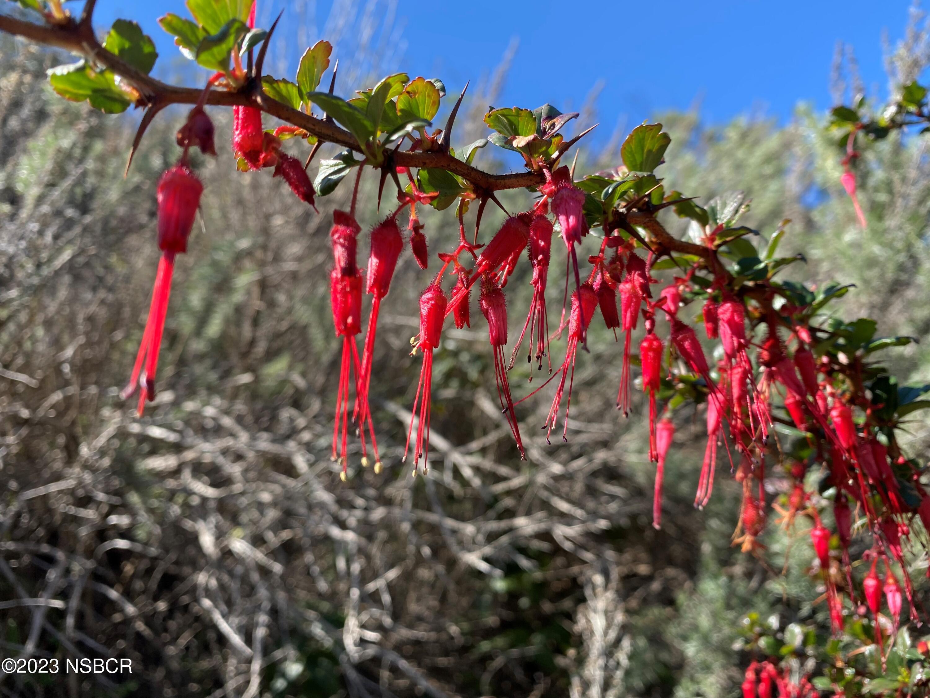 5930 Santa Rosa Road Lompoc, CA 93436 - Photo 15 of 82 Fuchsia Flowered Gooseberry