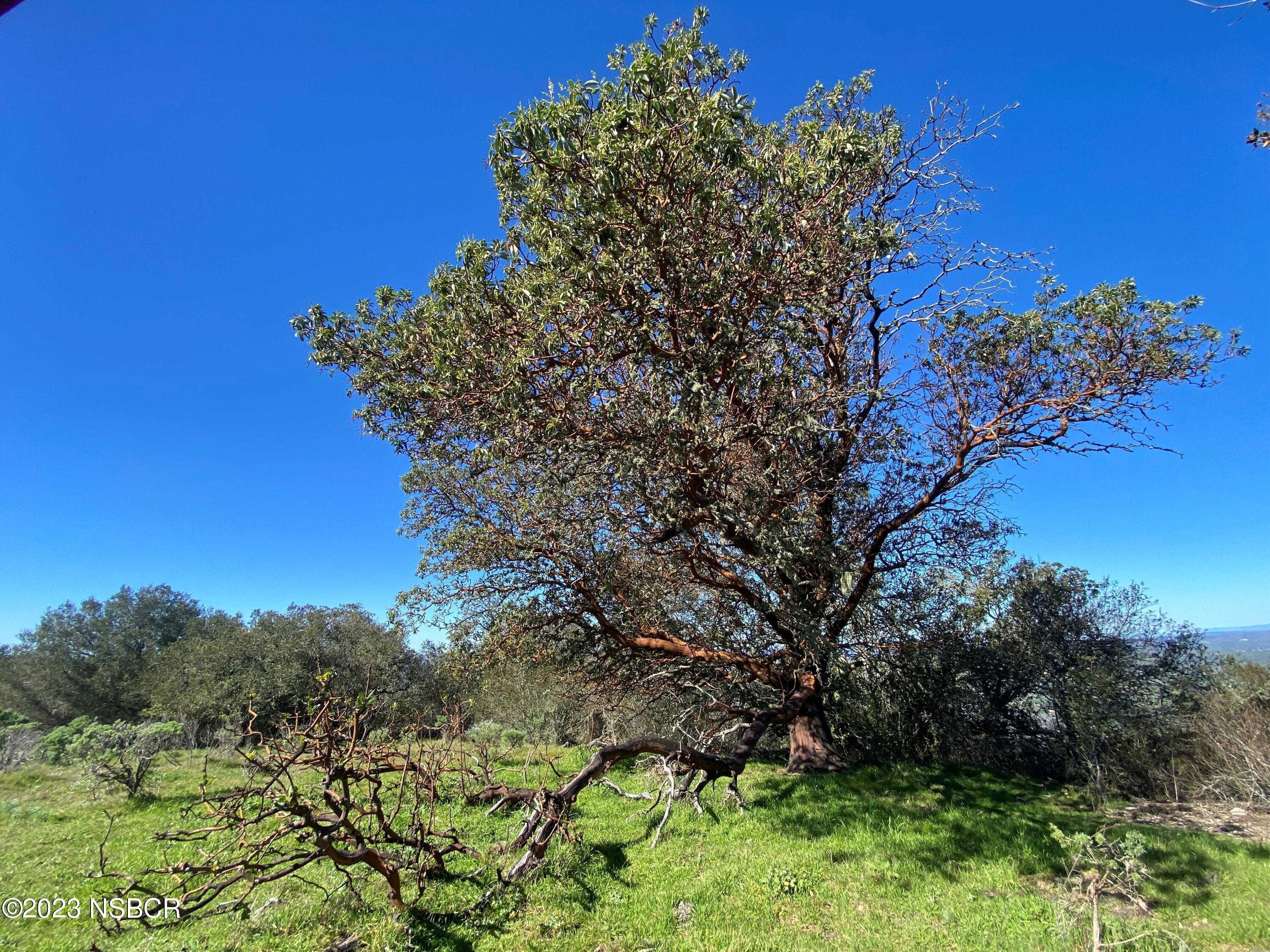 5930 Santa Rosa Road Lompoc, CA 93436 - Photo 25 of 82 Large Madrone