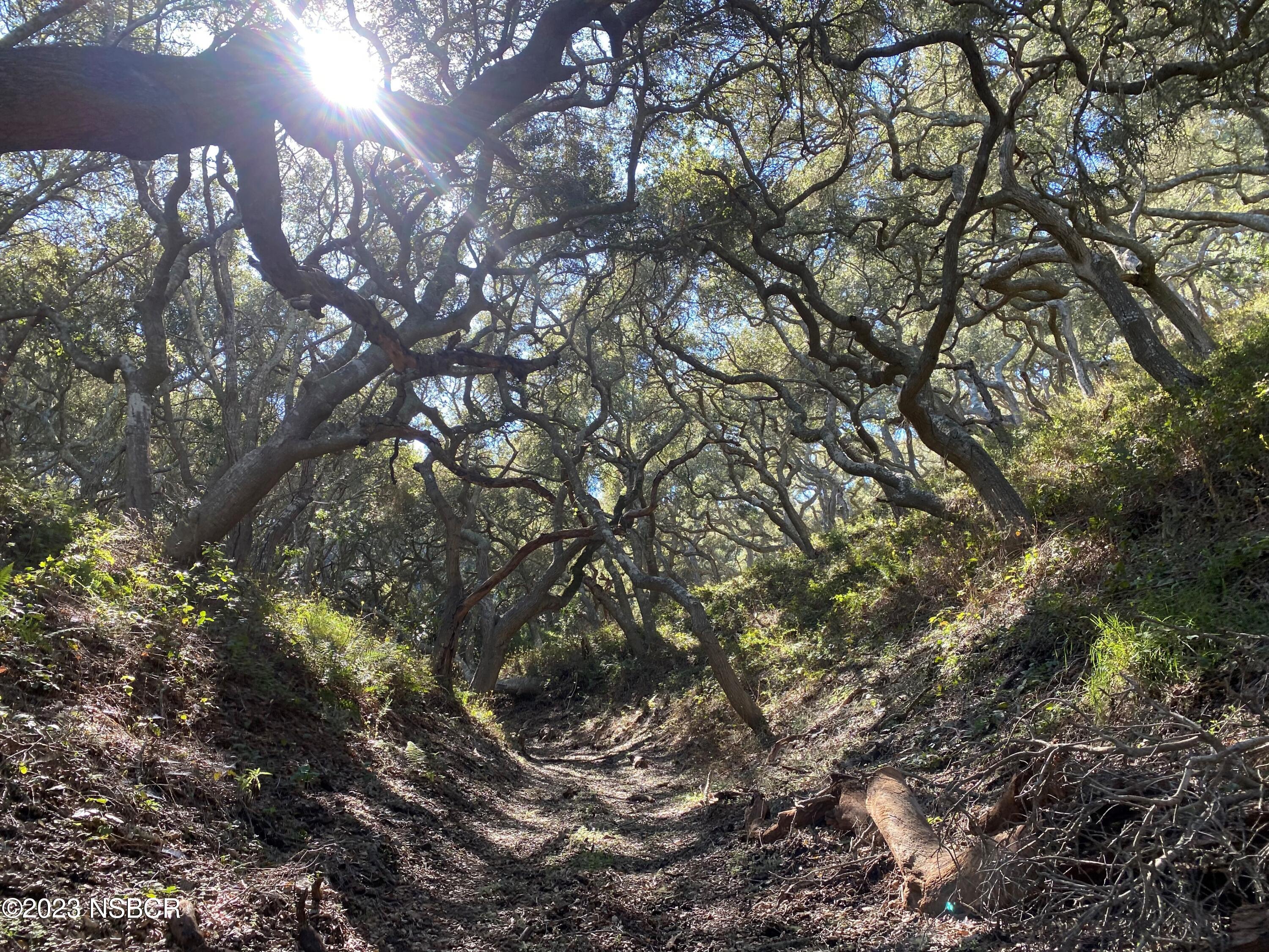 5930 Santa Rosa Road Lompoc, CA 93436 - Photo 32 of 82 Oak Woodland