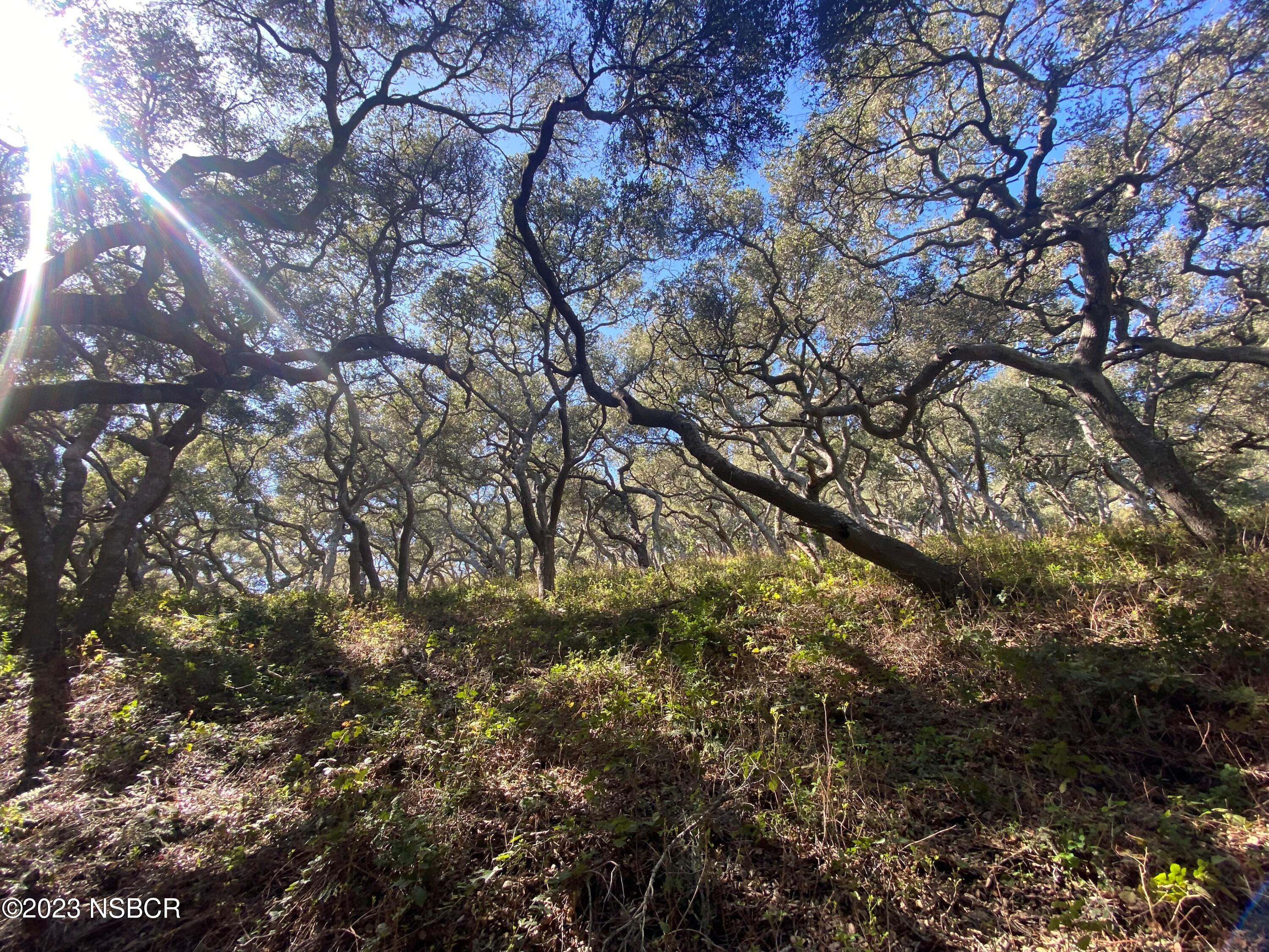 5930 Santa Rosa Road Lompoc, CA 93436 - Photo 34 of 82 Oaks for days