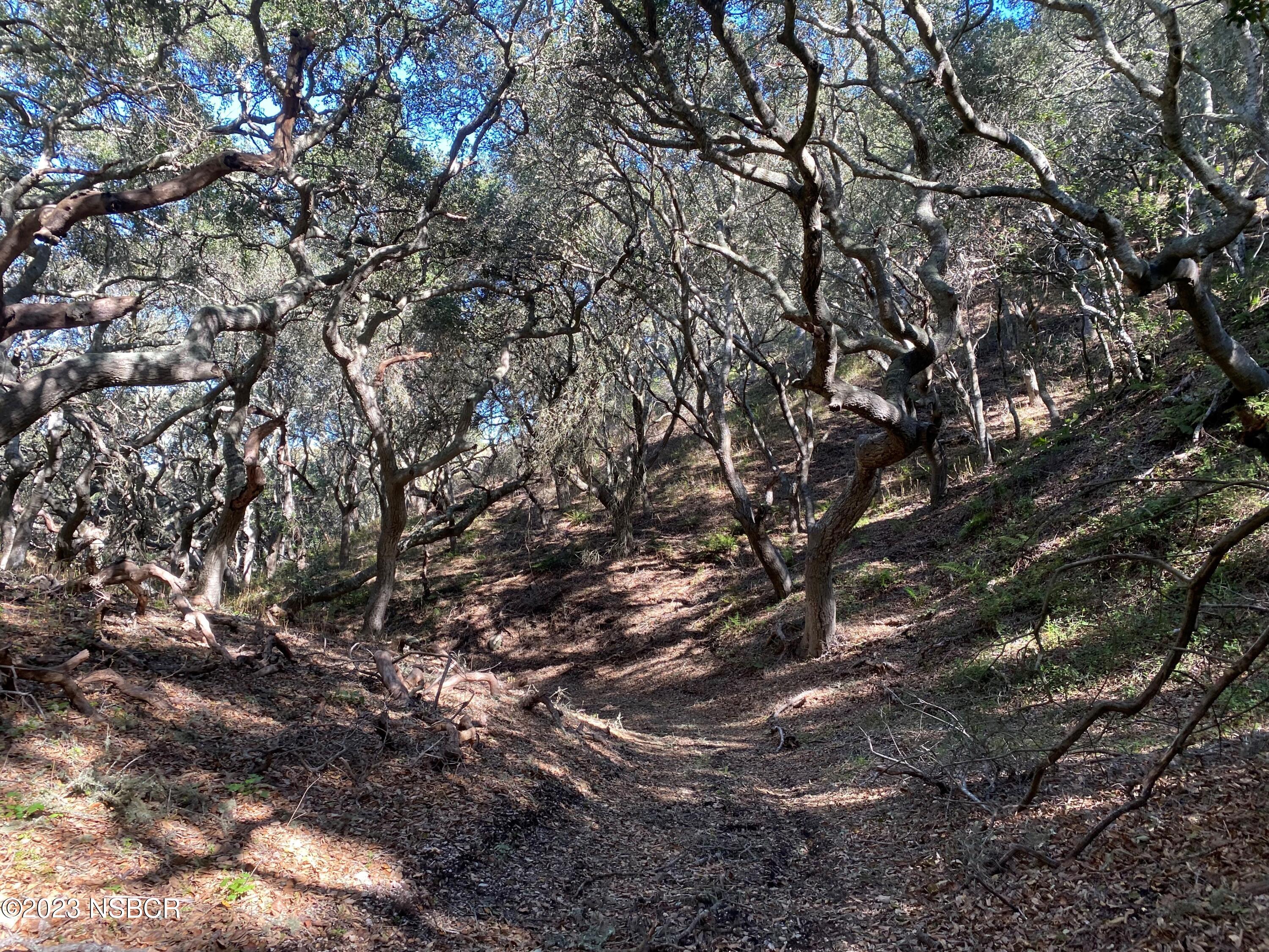 5930 Santa Rosa Road Lompoc, CA 93436 - Photo 51 of 82 Trail through the Forest