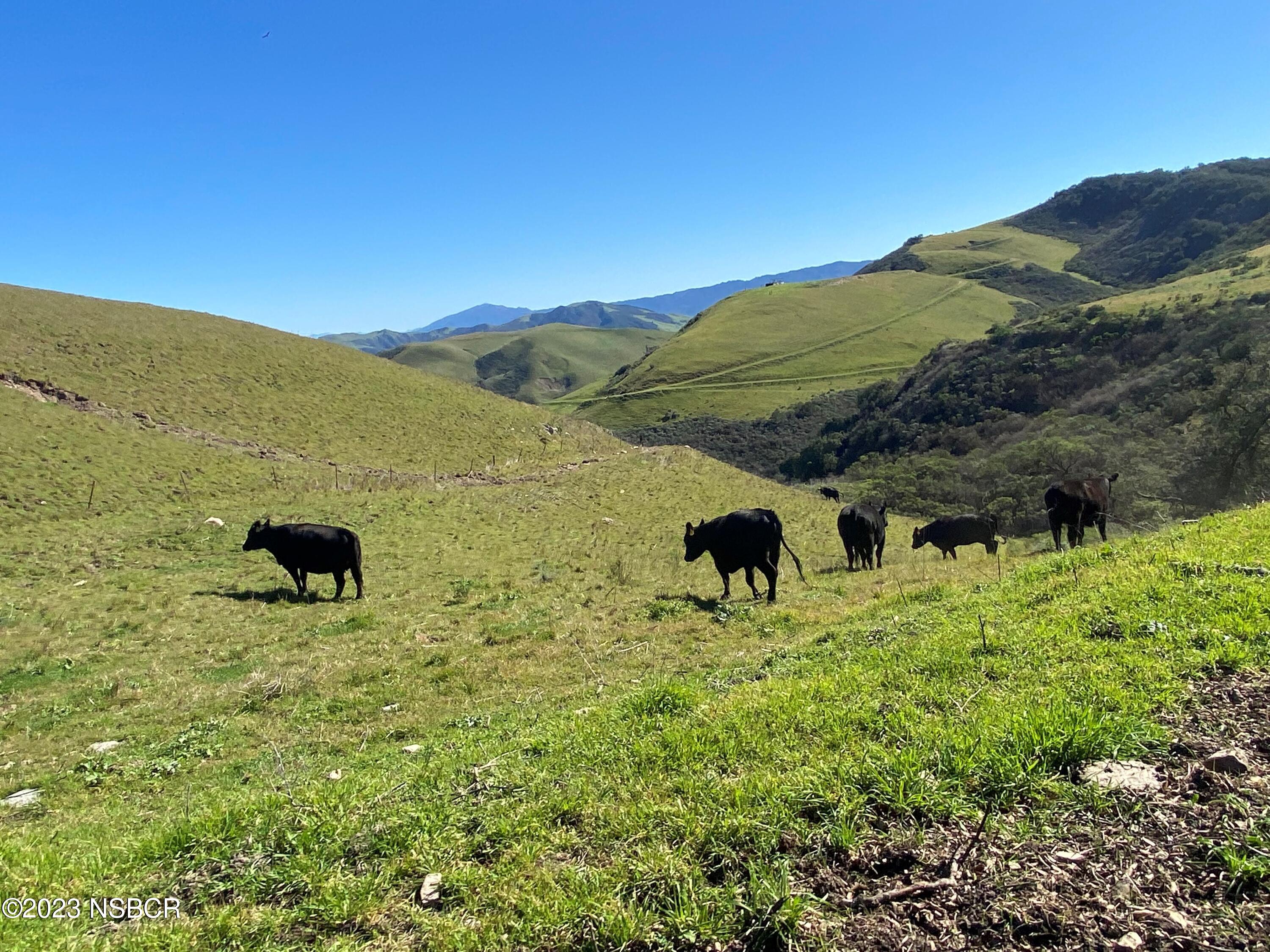 5930 Santa Rosa Road Lompoc, CA 93436 - Photo 9 of 82 Cattle