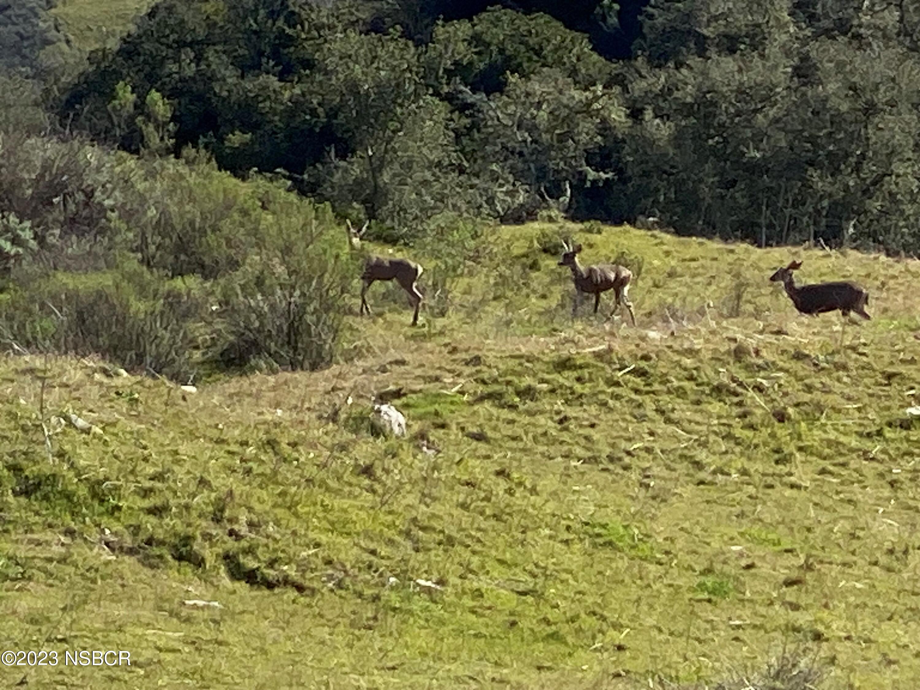 5930 Santa Rosa Road Lompoc, CA 93436 - Photo 10 of 82 Coastal Deer