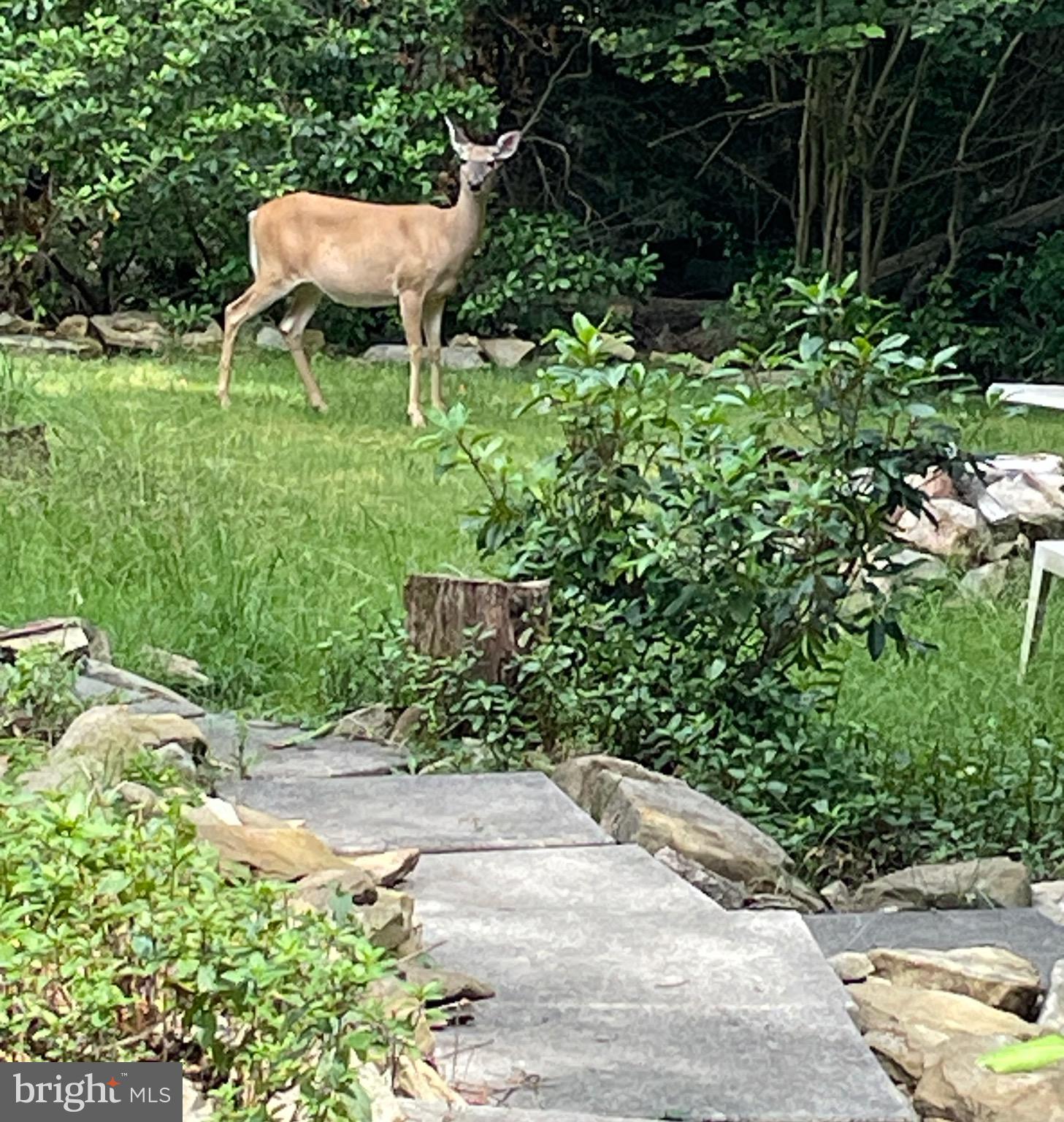 555 Fox Tail Road Oakland, MD 21550 - Photo 5 of 68 Intersted Bystander!