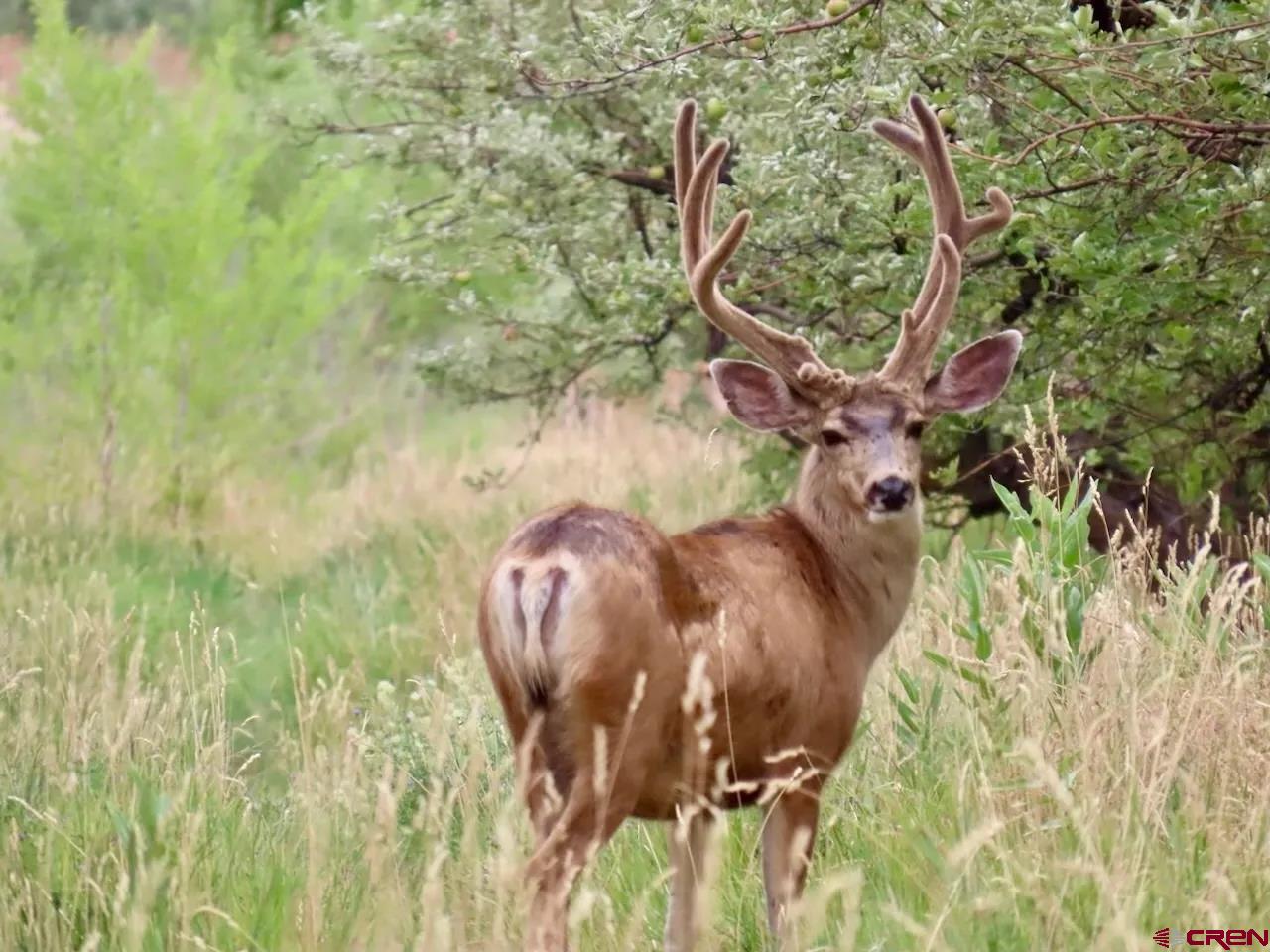 0 Currant Crk Road Cedaredge, CO 81413 - Photo 9 of 35