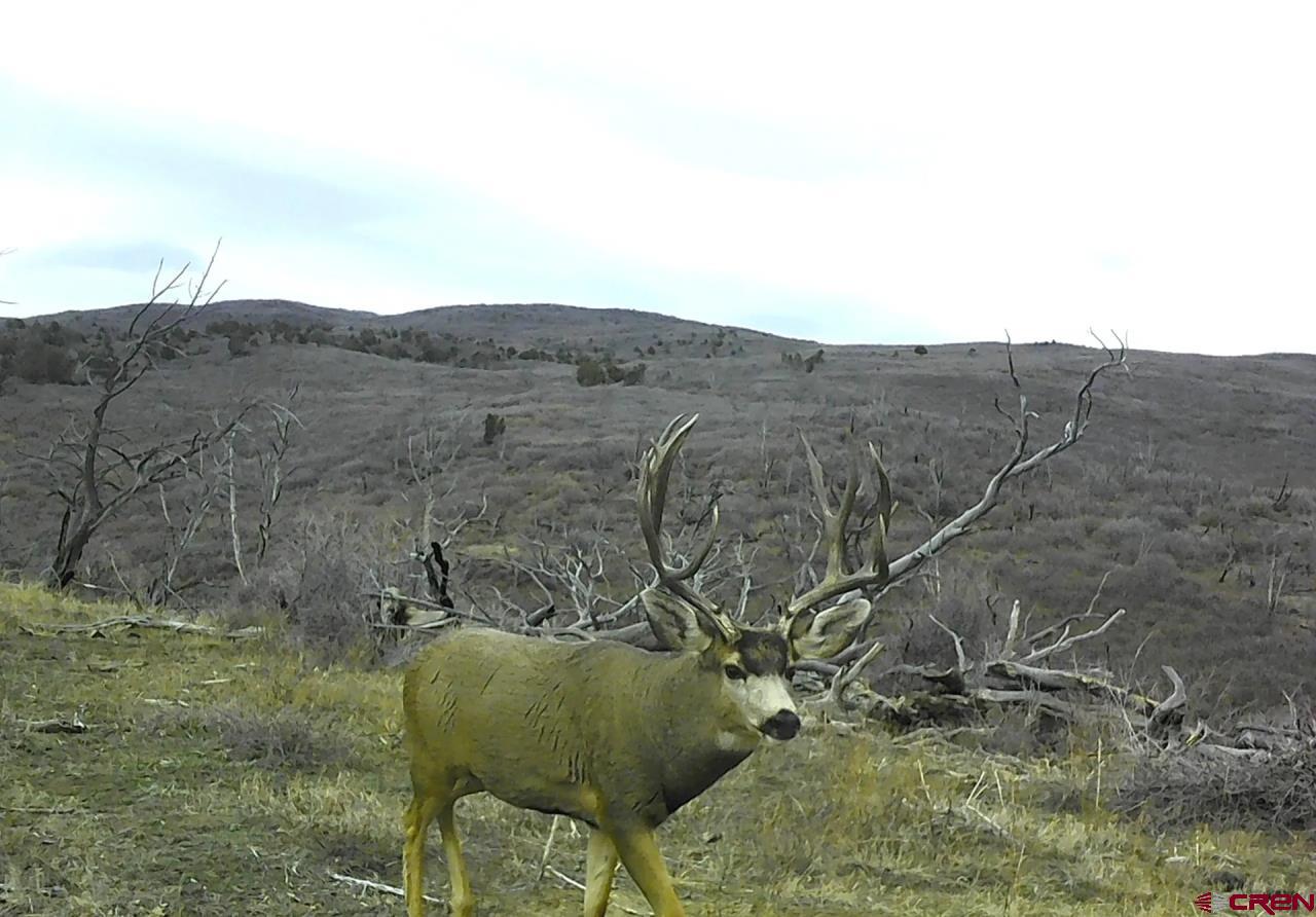 0 Currant Crk Road Cedaredge, CO 81413 - Photo 10 of 35 a view of a couches in the middle of a field