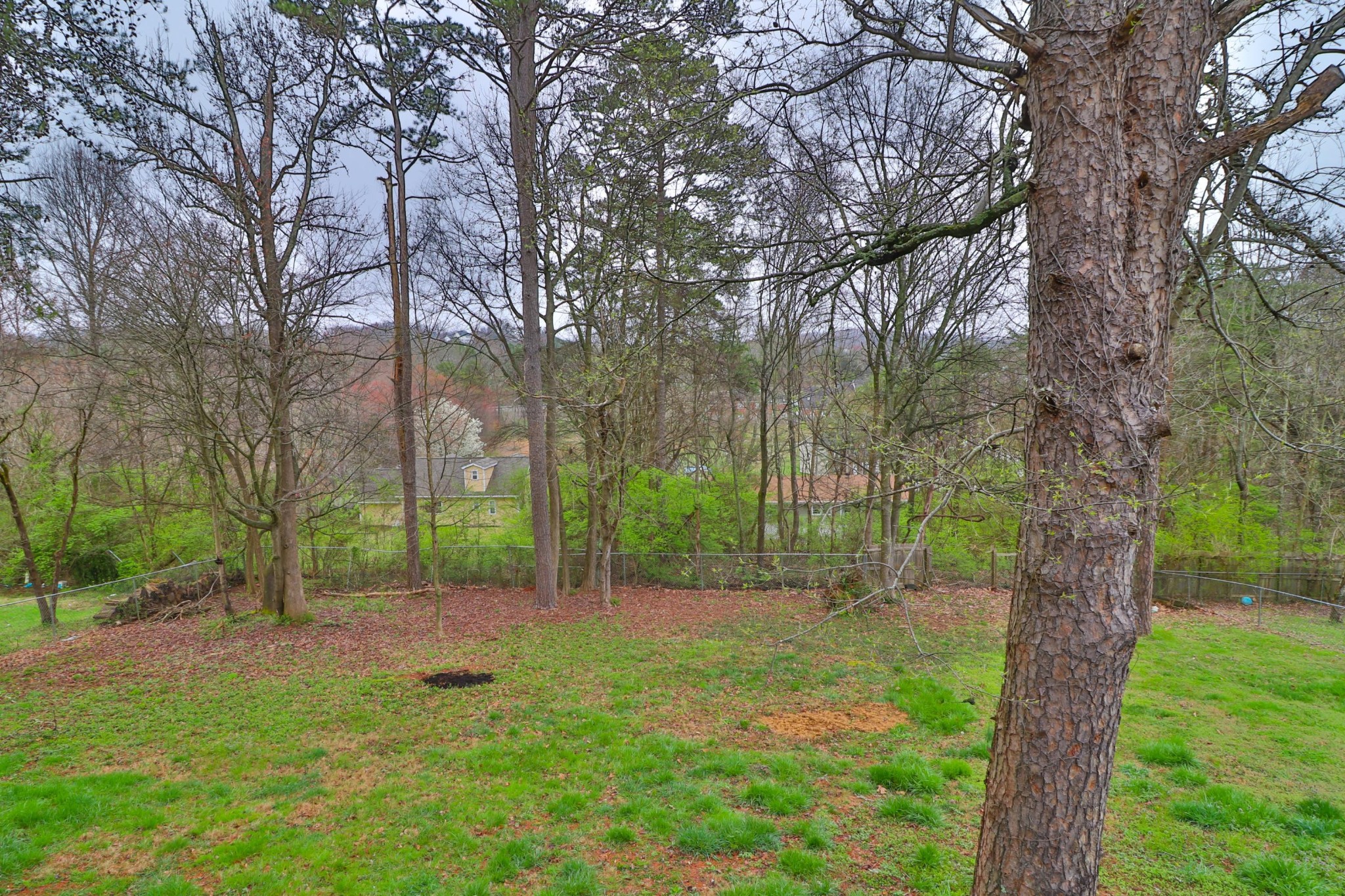 2212 Roundtree Road Knoxville, TN 37923 - Photo 27 of 27 a view of a tree in a yard