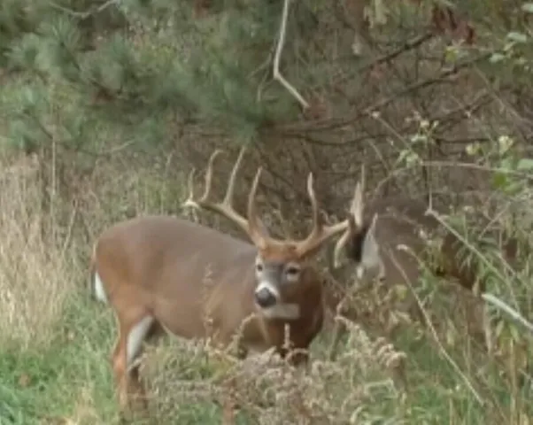 $94,900 | Parcel A Sayles Road, Ionia, MI 48846