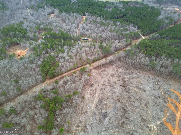 a view of a forest with a tree