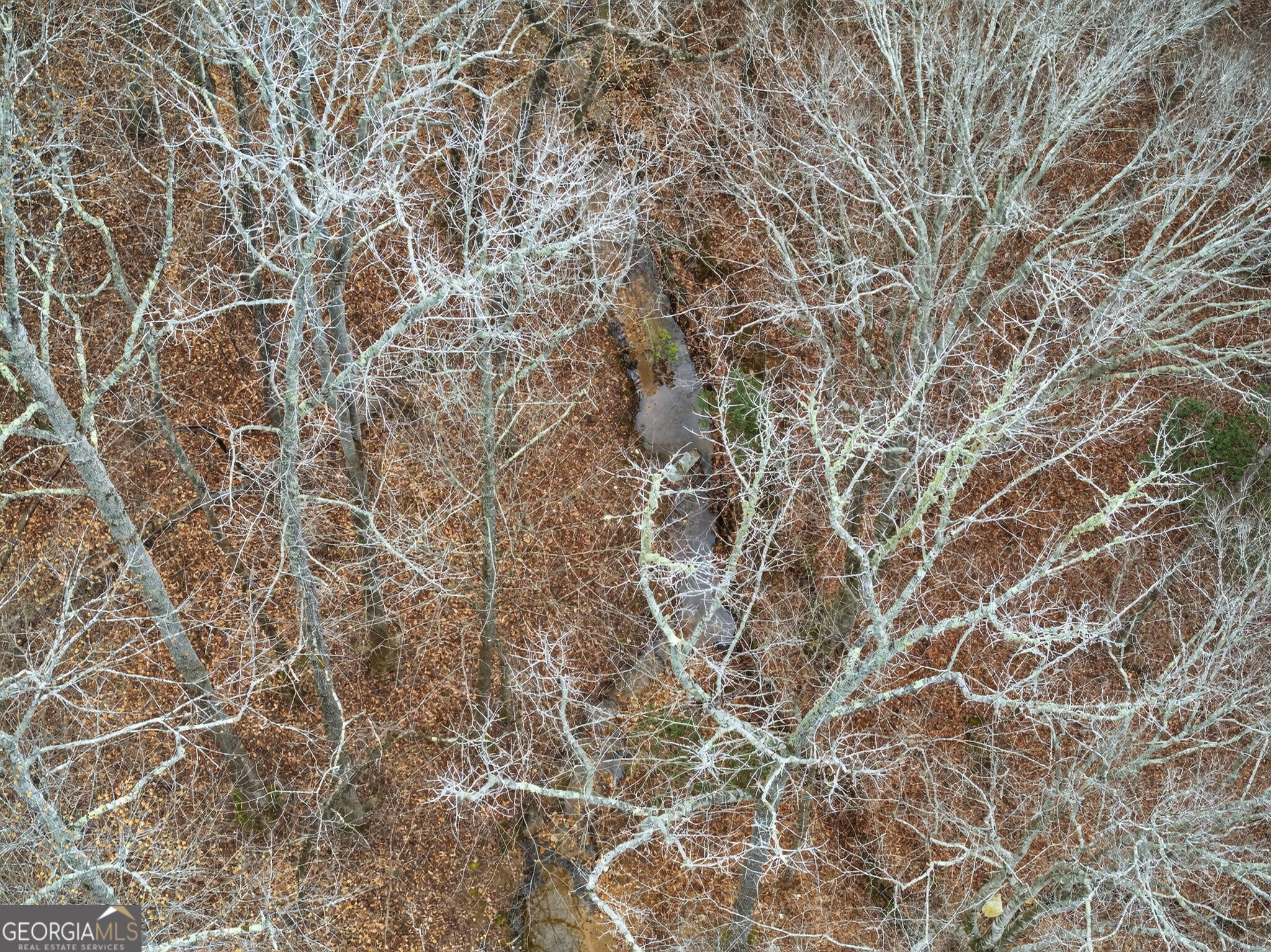 Tract 1 County Road 408 Heflin, AL 36264 - Photo 20 of 21 a picture of a tree