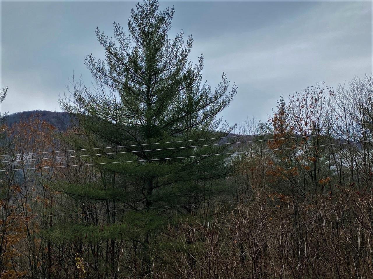 65 Jerusalem Hill Rochester, VT 05767 - Photo 2 of 31 Gallery Image 2