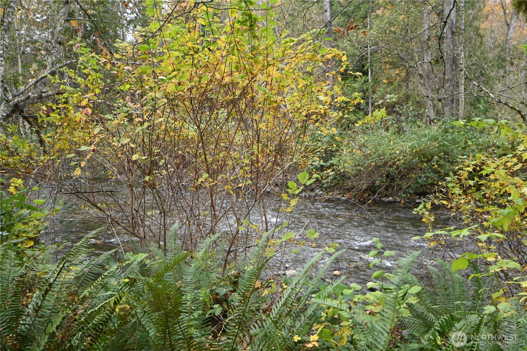 0 Ley Road Gold Bar, WA 98251 - Photo 12 of 15 a view of a yard with a tree