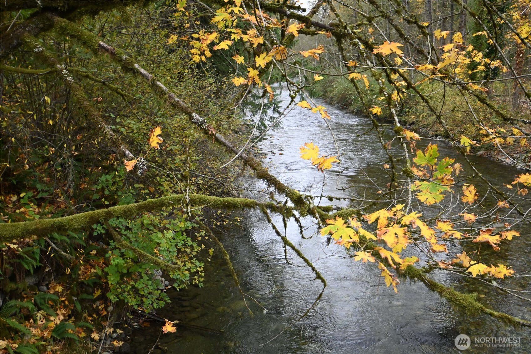 0 Ley Road Gold Bar, WA 98251 - Photo 13 of 15 a view of a tree in a yard