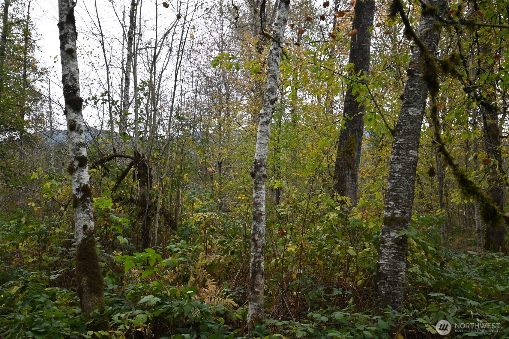 0 Ley Road Gold Bar, WA 98251 - Photo 14 of 15 a view of a tree
