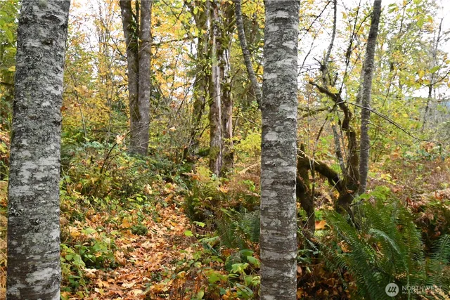 a view of a yard with a tree
