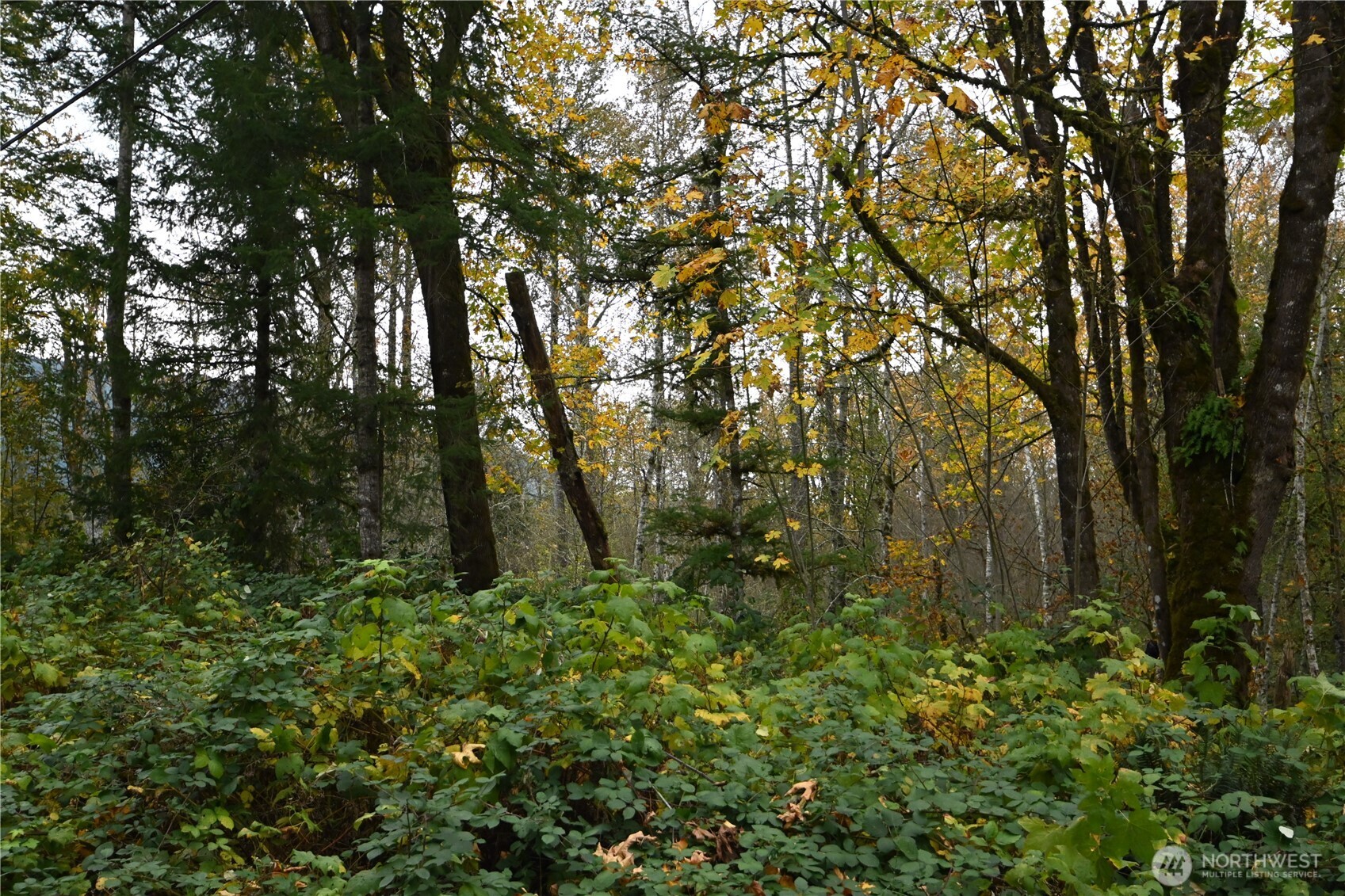 0 Ley Road Gold Bar, WA 98251 - Photo 6 of 15 a view of lush green forest