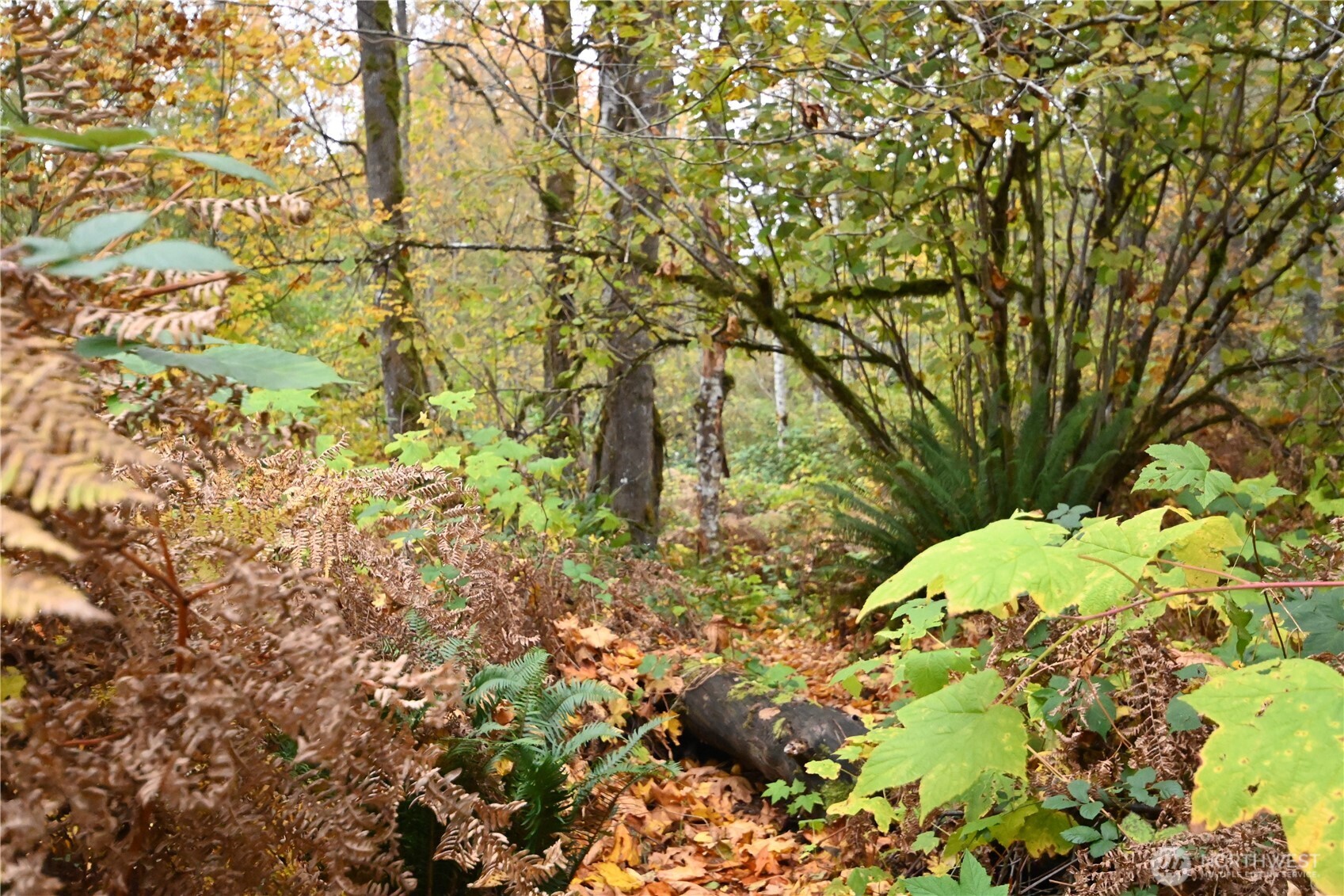 0 Ley Road Gold Bar, WA 98251 - Photo 8 of 15 a close up of a plant in a garden